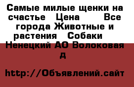 Самые милые щенки на счастье › Цена ­ 1 - Все города Животные и растения » Собаки   . Ненецкий АО,Волоковая д.
